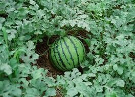 Sandía ​- Watermelon